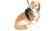 Get Realtime SMS/Live Tracking Data w/ Pet Tracker GPS Dog Collar Tracker Size:S