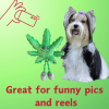 My Name is Mary Jane, Cute Stuffed Parody Marijuana Leaf Dog Toy, Funny Squeaky Weed Toy, Cool Plush Novelty 420 Gift for Puppies & Small